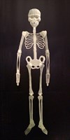 Флуоресцентный скелет  - фото 240097