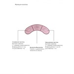 Розовый клиторальный вакуум-волновой массажер Irresistible Kissable - фото 1363770