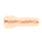 Телесный мастурбатор-ротик Feel Stroker Mouth 519140