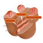 Мастурбатор Wendy с 2 любовными тоннелями 532014