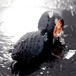 Черная анальная пробка с вибрацией, вращением и пультом ДУ 532182